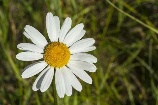 Image of daisy