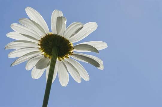 Plancia ëd Leucanthemum