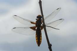 Image of Chasers and King Skimmers