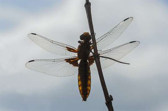 Image de Libellula Linnaeus 1758