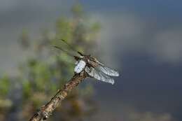 Image of Libellula Linnaeus 1758