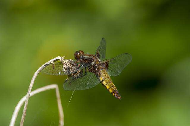 Image of Libellula Linnaeus 1758