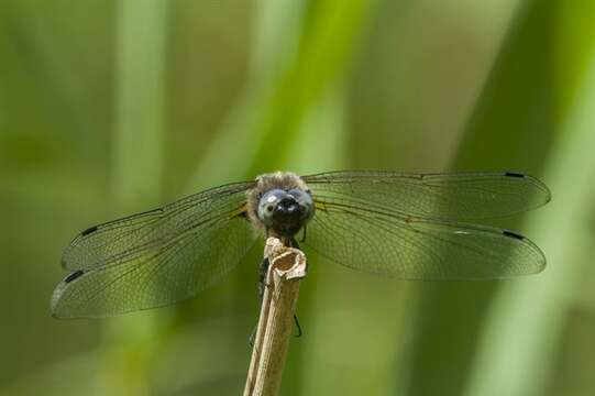 Image of Libellula Linnaeus 1758