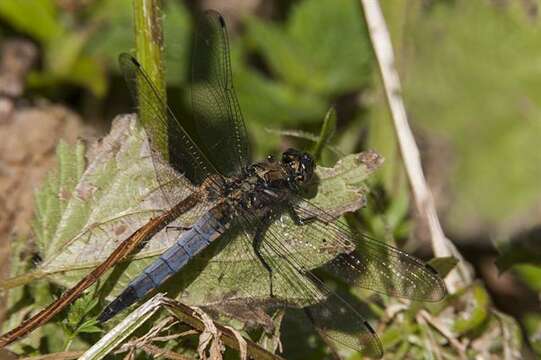 Image de Orthetrum Newman 1833