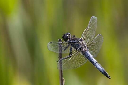 Image of Orthetrum Newman 1833