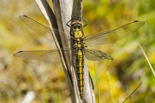 Image de Orthetrum Newman 1833