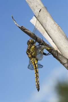 Image de Orthetrum Newman 1833