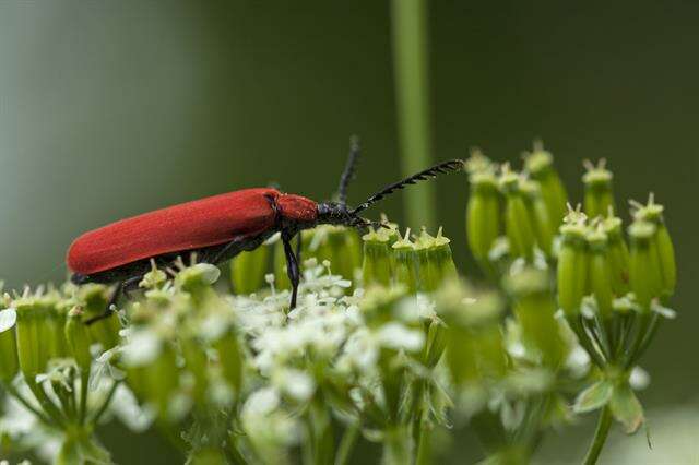 Слика од <i>Pyrochroa coccinea</i>