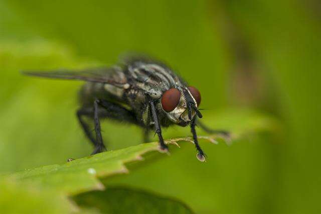 Image of flesh flies