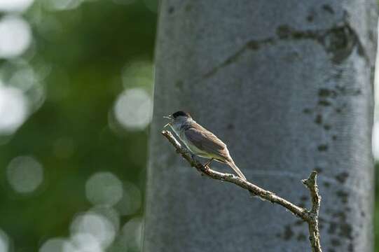 Image of Typical warblers