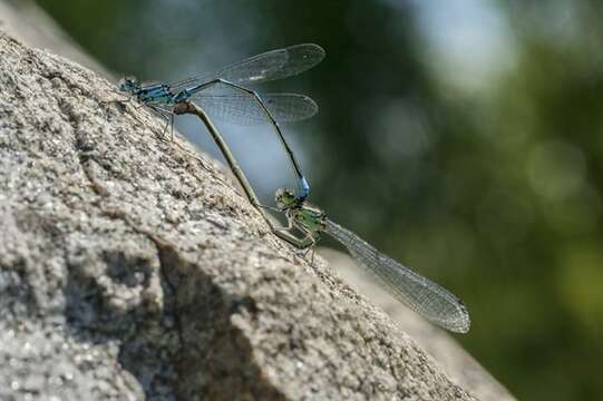 Image of Variable Bluet