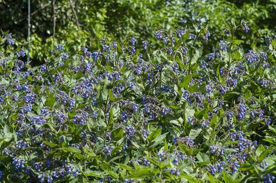 Слика од Symphytum caucasicum M. Bieb.