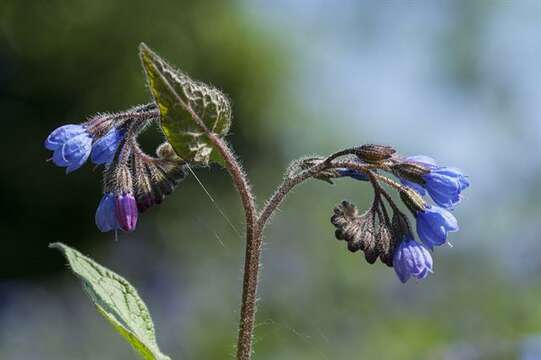 Слика од Symphytum caucasicum M. Bieb.