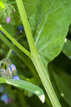 Слика од Symphytum caucasicum M. Bieb.