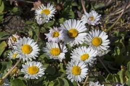 Image of bellis