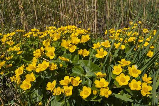 Image of marsh marigold