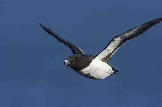 Image of Lesser auk