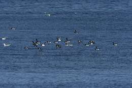 Image of Lesser auk