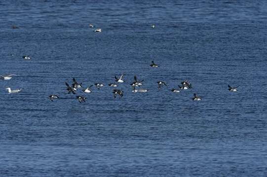 Image of Lesser auk