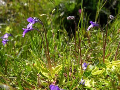 Image of Butterworts