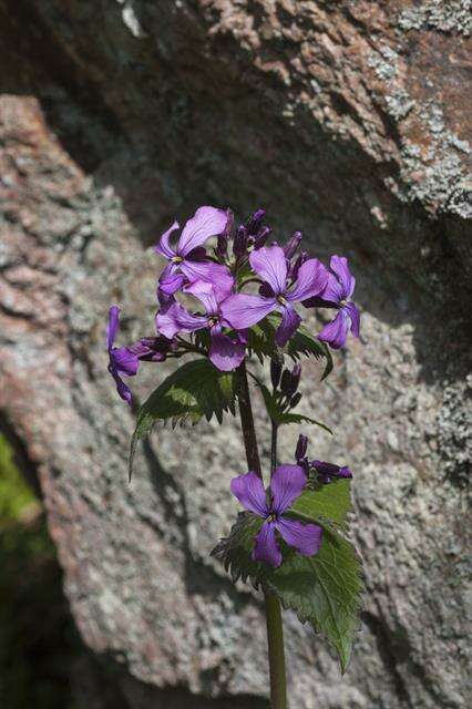 Image of lunaria