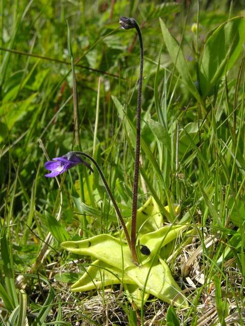 Image of Butterworts