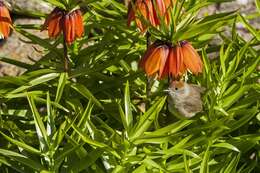 Image of Typical warblers