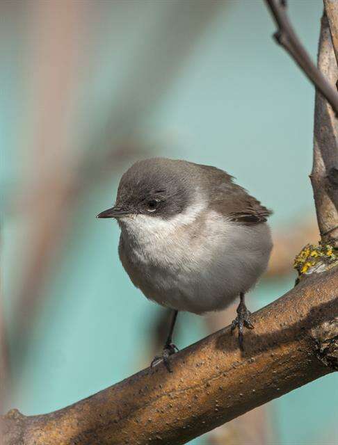 Image of Typical warblers