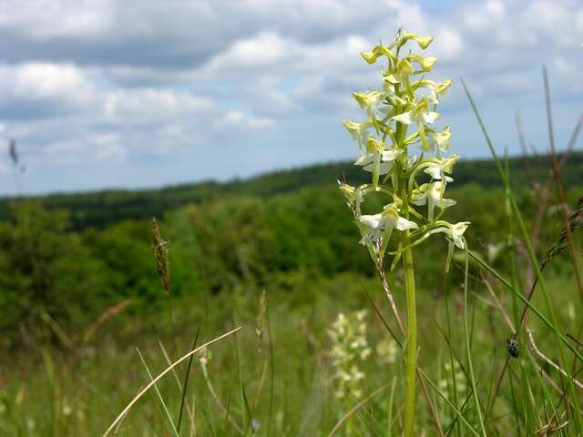 Image of Fringed orchids