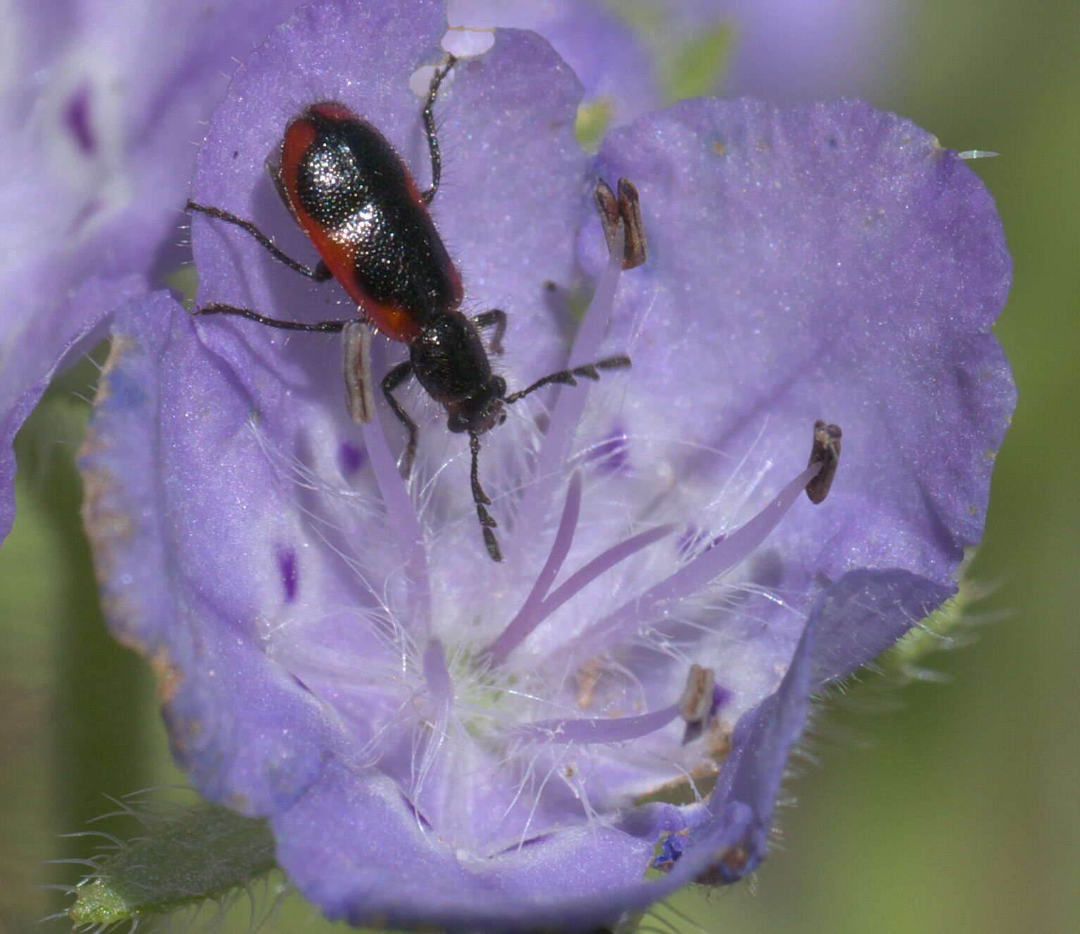 Image of Pelonides granulatipennis (Schaeffer 1904)