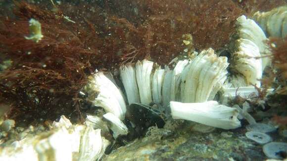 Image of barnacle