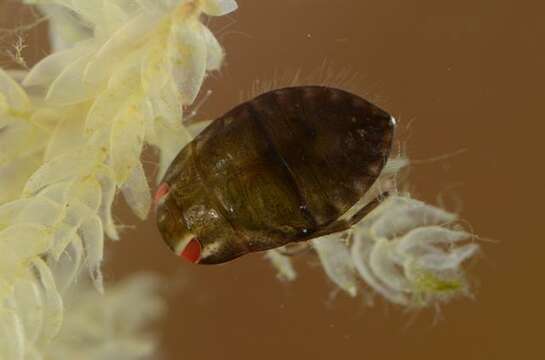 Image of creeping water bugs