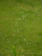 Image of broad-leaved meadow-grass