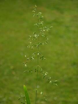 Image of broad-leaved meadow-grass