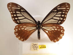 Sivun Papilio agestor kuva