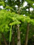 Image of broad-leaved meadow-grass