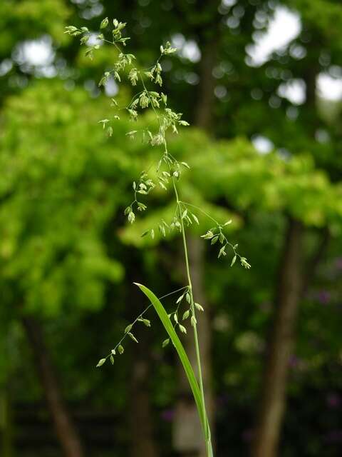 Image of broad-leaved meadow-grass