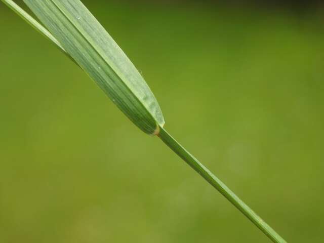 Image of broad-leaved meadow-grass