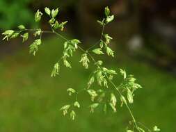 Image of broad-leaved meadow-grass