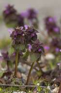 Image of deadnettle