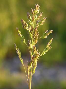 Image of Meadow Grasses