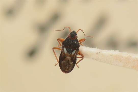 Image of Hebrus Velvet Water Bug