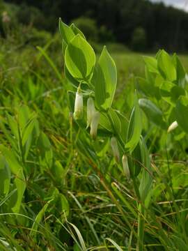 Image of Solomon's Seal