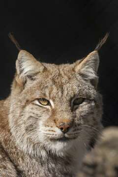 Image of Mexican bobcat