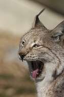 Image of Mexican bobcat