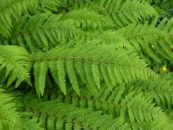 Image de Polystichum