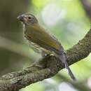 صورة Saltator striatipectus Lafresnaye 1847