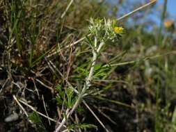 Imagem de Potentilla