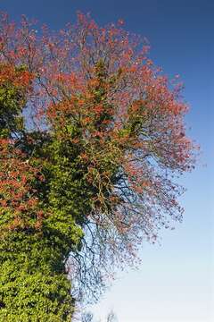 Image of ivy