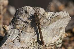 Image of Sympetrum Newman 1833